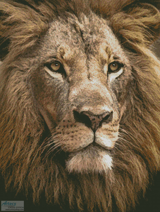(image for) Lion Close Up